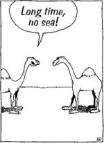 Camels