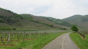 Vineyards in the Wachau valley