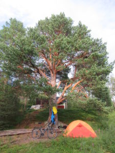 A really old pine will supervise my sleep tonight
