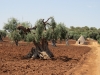 Olive tree in Apulia