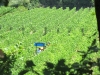 Vineyard