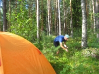 Picking blueberries in Tammela woods
