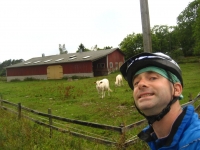 Curious cows