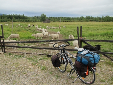 more-sheep-in-yllasjarvi-jpg