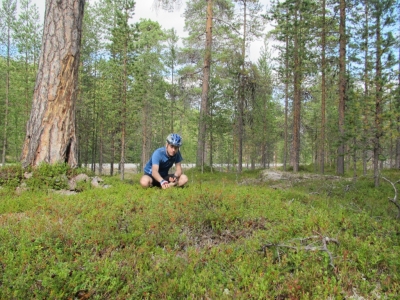 picking-berries