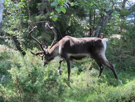 reideer-coming-to-say-good-morning-jpg