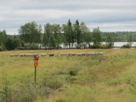 speed-limit-for-sheep-jpg